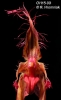 Bulbophyllum wendlandianum  (05)